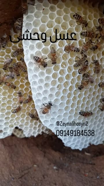 عسل طبیعی ارگانیک